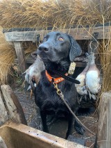 Guided-Duck-Hunting-in-Hackberry-Louisiana-1