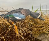 Guided-Duck-Hunting-in-Hackberry-Louisiana-10