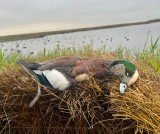 Guided-Duck-Hunting-in-Hackberry-Louisiana-32