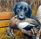 Duck-Hunting-in-Louisiana-14