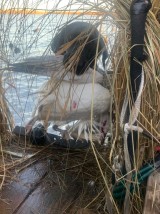 Duck-Hunting-in-Louisiana-23
