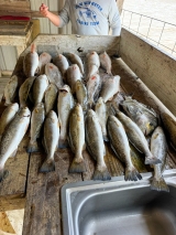 Guided-Saltwater-Fishing-7