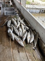 Saltwater-Fishing-Guided-1
