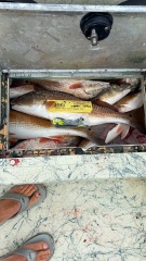 Saltwater-Fishing-Guides-in-Louisiana-7