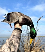 Guided-Duck-Hunting-in-Hackberry-Louisiana-12