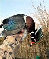 Guided-Duck-Hunting-in-Hackberry-Louisiana-13