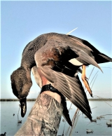 Guided-Duck-Hunting-in-Hackberry-Louisiana-18