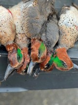 Guided-Duck-Hunts-in-Hackberry-Louisiana-21