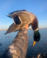 Guided-Duck-Hunting-In-Hackberry-Louisiana-39