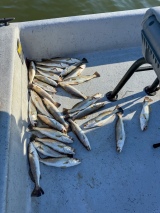 Guided-Saltwater-Fishing-in-Louisiana-6