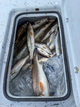 Guided-Saltwater-Fishing-in-Louisiana-7