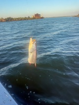 Guided-Saltwater-Fishing-2