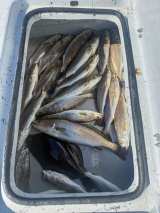 Guided-Saltwater-Fishing-4