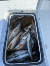 Louisiana-Guided-Saltwater-Fishing-6