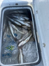 Louisiana-Guided-Saltwater-Fishing-7
